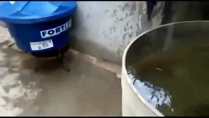 Приколы с кошками. Подборка 2014