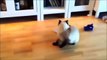Vídeos de gatos engraçados. Vídeos para morrer de rir
