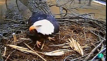 Grandes documentales Historia de aves cazadoras.