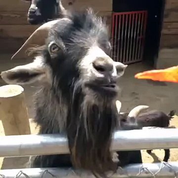 Cette chèvre adore manger des Doritos