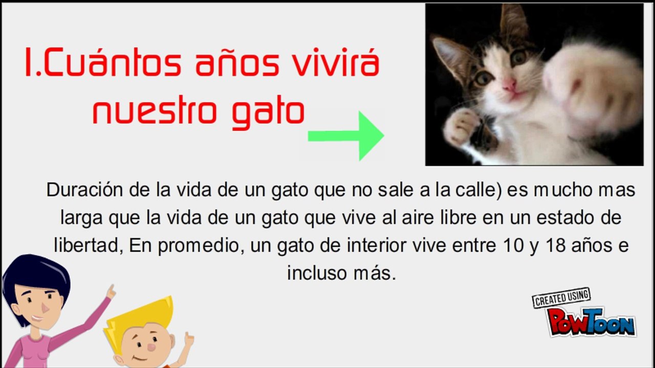 Mira cuanto vive un gato Aquí