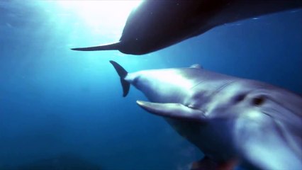 Интересные факты о дельфинах