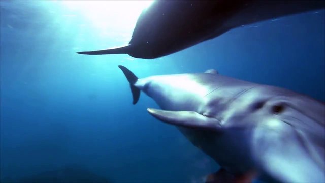 Интересные факты о дельфинах