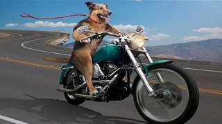 Top Riding Video In Cars With Pets - Best Animal Compilation Video Ever!