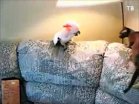 Не только кошка и попугай, но и котенок против взрослых котов