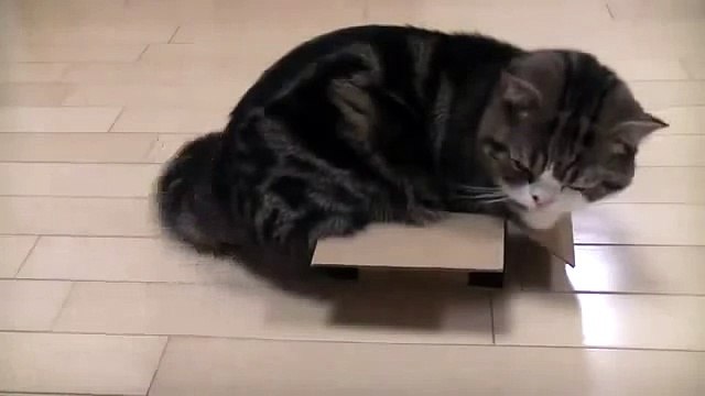 Милое животное смешно ищет, где бы полежать с комфортом