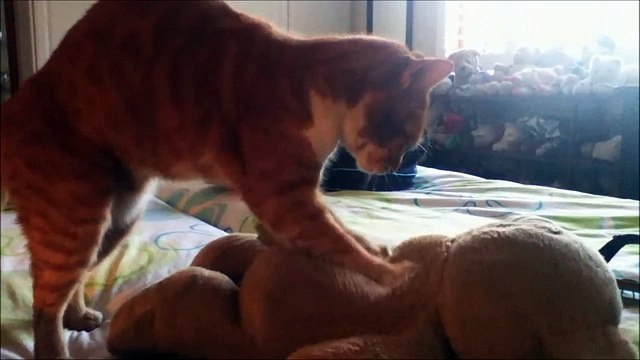 Кошки тоже любят плюшевых медвежат