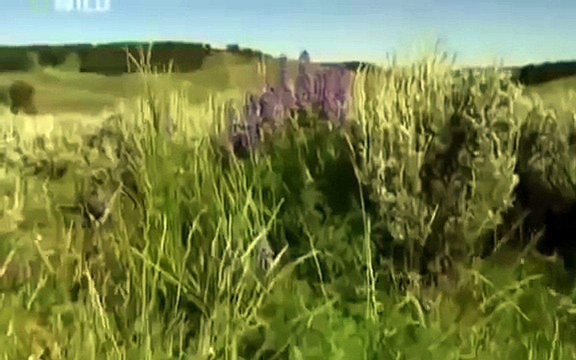 Grizzly Bears vs Wolves / Bear Fights Wolf [Animal Nature Wildlife Documentary Full]