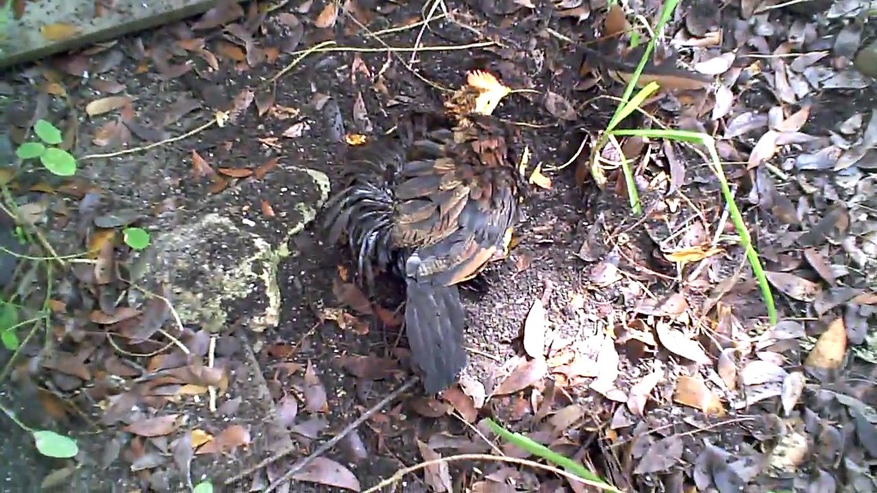 Chicken's first dust bath