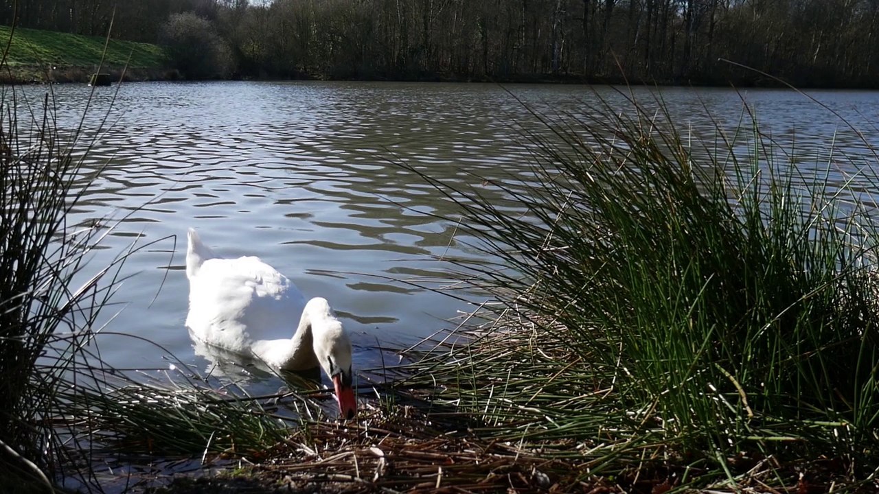 Swan