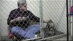 Un vétérinaire mange son déjeuner dans la cage d'un chien abandonné pour le rassurer