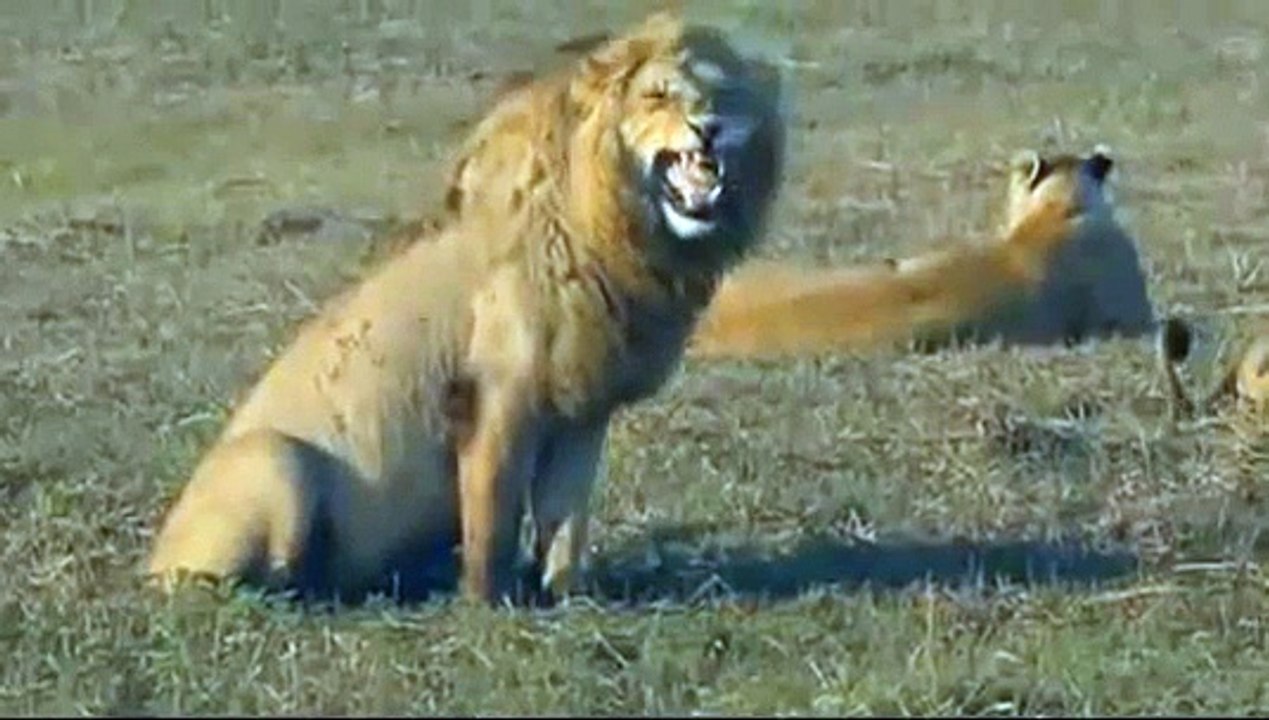 Watch this lion attack hyena brutality !