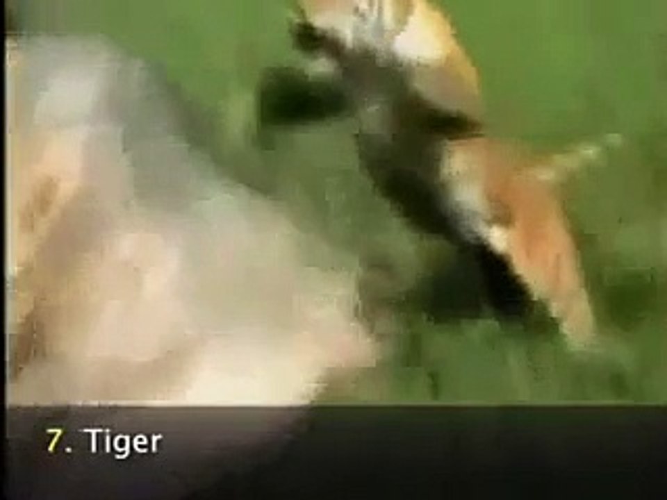 Animal attacks caught on tape animals attack humans - Animal attack human death