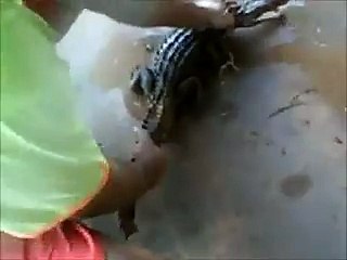 Guy plays with caiman and gets bit on the nose, idiot.