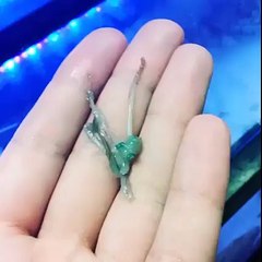 I am confused between cute and creepy! what do you think guys