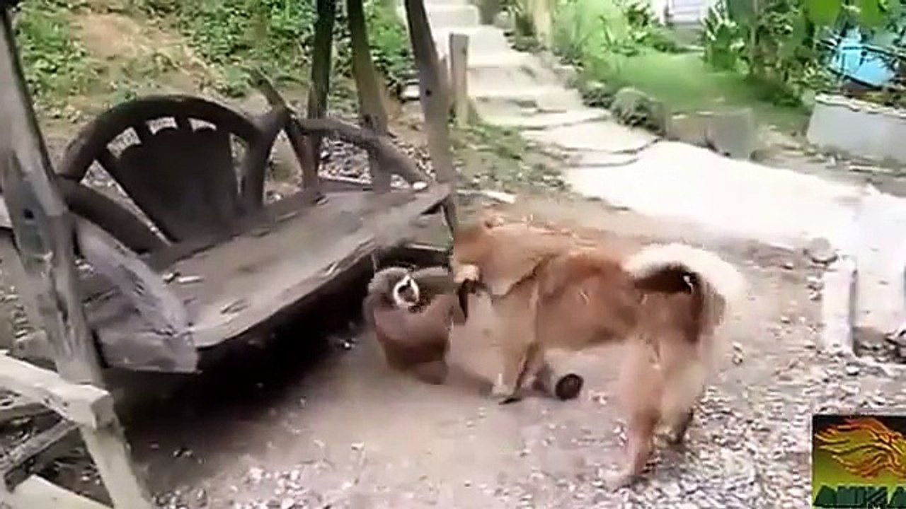 Dog vs Monkey Fight,Dog vs Monkey Real Fight