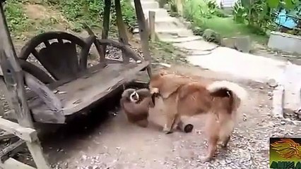 Dog vs Monkey Fight,Dog vs Monkey Real Fight