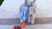 Baby Bunny eating carrot