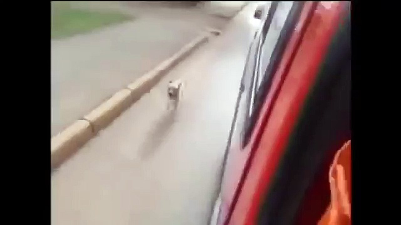 Dog chases ambulance driving his owner