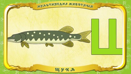 Мультипедия животных. Буква Щ Щука