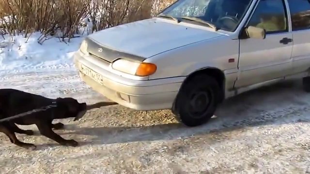 Зверь, а не пёс! [720p]