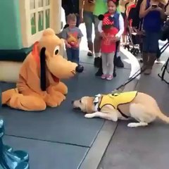 A real-life dog takes on Pluto the Disney dog...