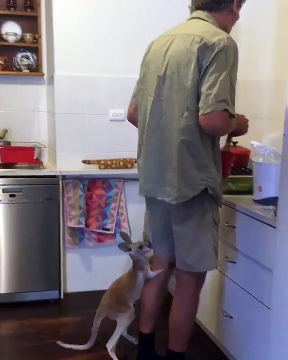 An orphan baby kangaroo hugs his human carer...