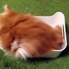 This kitten can't get enough of her tail...