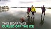 Ice Skaters Rescue Wild Boars Stranded On Frozen Lake