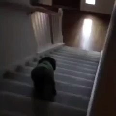 Vine - Dog Falls Down Stairs