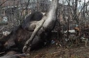 Moose Chases Man After Being Freed From Fence