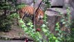 Zoo Leipzig - die Tiger Babys - cute Tiger Cubs