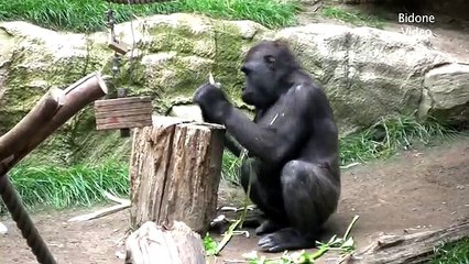Zoo Leipzig - Gorillas   Monkeys