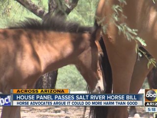 Panel passes bill protecting Salt River horses