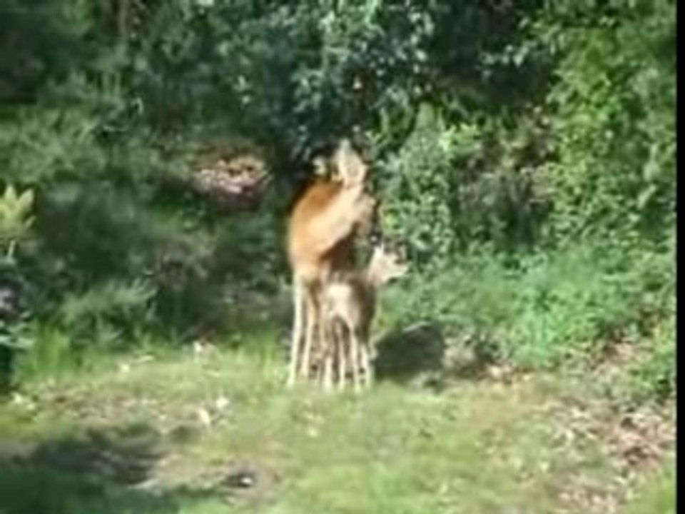 Bambi