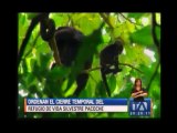 Manabí: Prohíben el ingreso a refugio de vida silvestre por muerte de monos