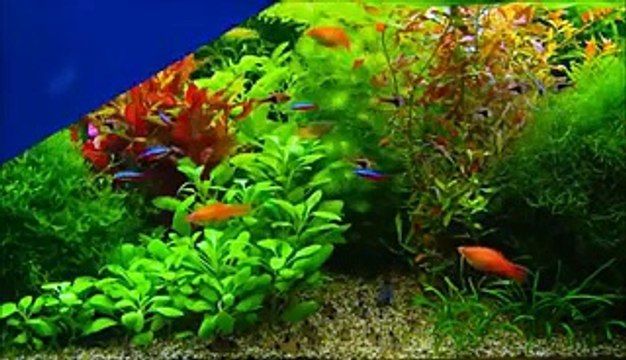 Pashto naat ihsanullah