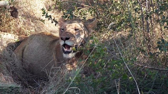 Lions- World's most prized species