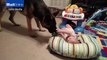 Shocking moment German Shepherd plays tug of war with baby _ Daily Mail Online