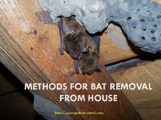Methods for Bat Removal From House