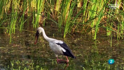 Las islas más salvajes: Sri Lanka, la isla de los monzones