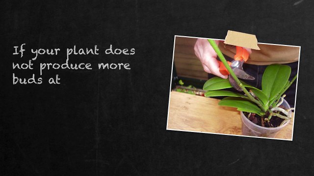 Phalaenopsis Orchid Keikis