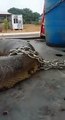 برازیل میں دنیا کا سب سے بڑا سانپ پکڑا گیا؟ سوشل میڈیا پر دھوم