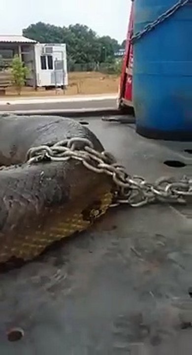 برازیل میں دنیا کا سب سے بڑا سانپ پکڑا گیا؟ سوشل میڈیا پر دھوم