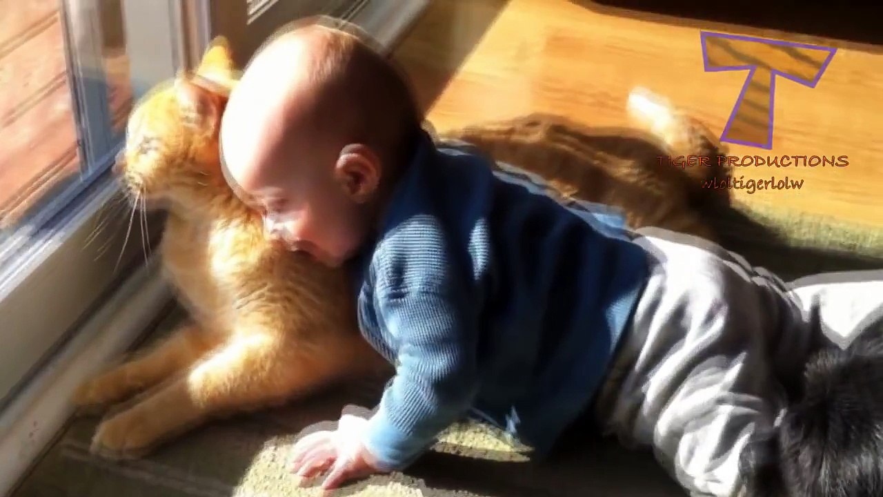 Cats Are Awesome 2016