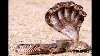 The Proof of Five Headed Snake - 5 Sir Wala Saanp