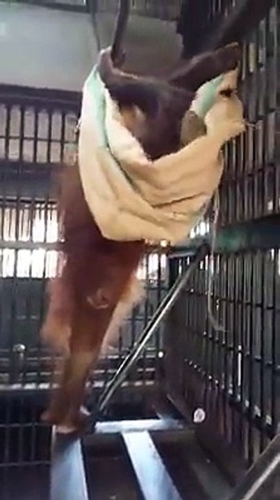 Orang Utan Main Hammock