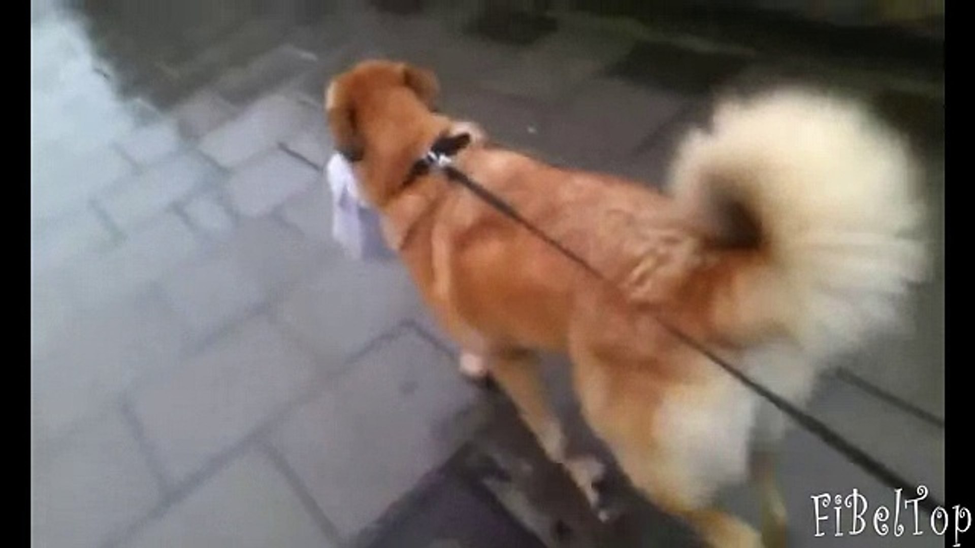 ⁣Собака помогает человеку. Животные помогают людям