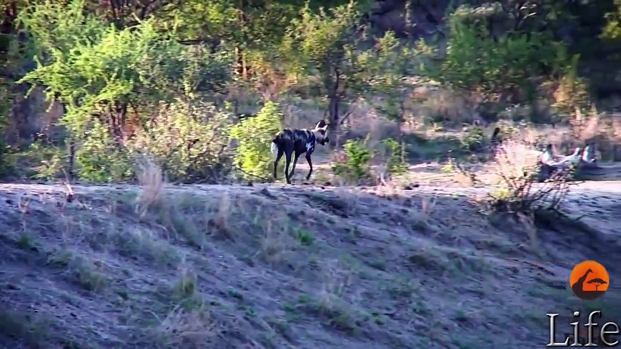 wild dog hunting impala best video compilation