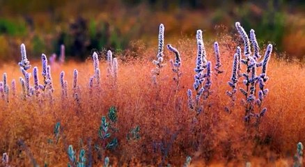 Авдотка. Eurasian Stone-curlew. Burhinus oedicnemus